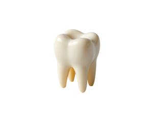 Glossy White Tooth Model Isolated on a Transparent Background