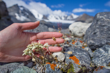 Mountain flower edelweiss on the background of a palm
