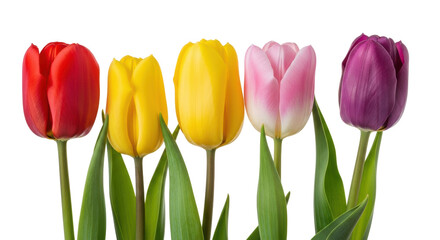 Obraz premium Vibrant red, yellow, pink, and purple garden tulips with detailed petals and green stems against a transparent studio background, captured with soft high-key lighting, concept of spring's awakening