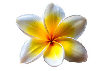 Naklejka premium Yellow and white plumeria flower isolated on white background