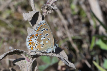 Lycaenidae / Çokgözlü Esmer / Brown Argus / Polyommatus agestis