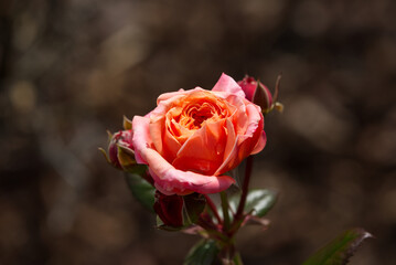 Zweifarbige Rose im Sonnenlicht. Geeignet f&uuml;r Gru&szlig;karten, Poster, Puzzle.