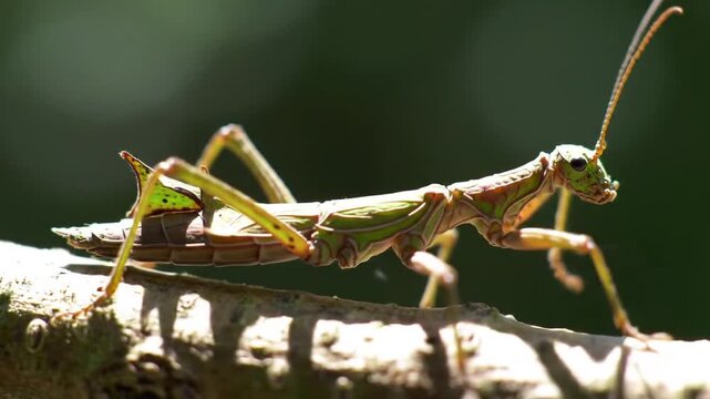 A detailed macro shot of a green stick insect camouflaged on a sunlit tree branch.