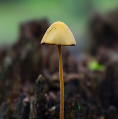 A fragile small mushroom with a thin stem and a pale cap stands alone on the dark forest floor, creating a minimalist yet expressive image. This shot is perfect for illustrations on the themes of biol