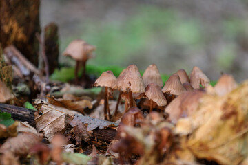 Miniature mushrooms growing on the forest floor among fallen leaves and branches create an atmosphere of an autumn fairy tale. This delicate and detailed shot captures the beauty and fragility of the 