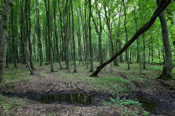 A quiet clearing in the forest with a reflective puddle on the ground, surrounded by tall trees with vibrant green leaves, creating an atmosphere of peace and freshness.