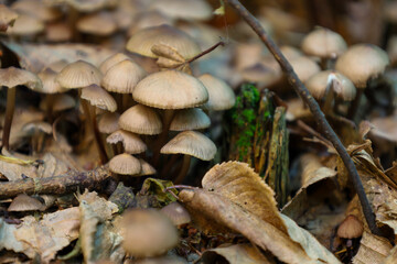 A cluster of fragile woodland mushrooms grows among dry leaves on the forest floor. This macro shot illustrates the hidden biological life and unique textures of the woodland ecosystem, highlighting t