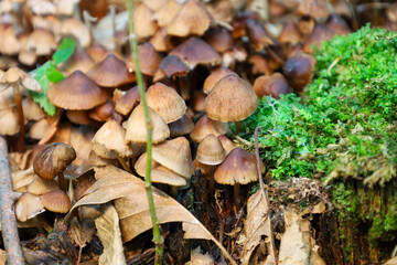 A detailed macro shot of the forest floor, where numerous small mushrooms grow near an old stump...
