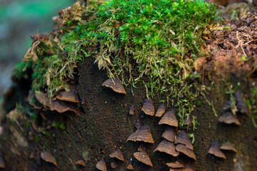 ​A detailed macro shot of a tree stump covered in vibrant green moss and small shelf fungi. The image shows the complexity and diversity of forest life, highlighting the natural processes of decay and