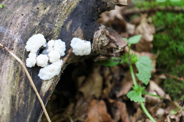 ​A close-up of an unusual white fungus or slime mold growing on a decaying tree in the forest. This macro shot reveals the unique details of the hidden world of forest life, highlighting the natural p