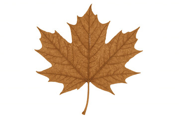 Obraz premium Close-up of a dried maple leaf with visible veins, isolated on a transparent background, perfect for autumn-themed designs