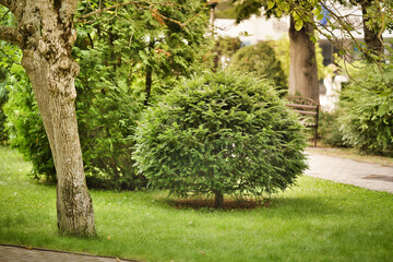 Thuja occidentalis danica bush in the garden. Decorative thuja.