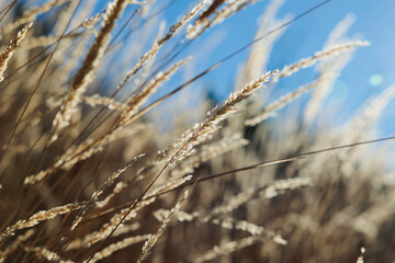 vista macro di steli dorati di piante erbacee selvatiche, in un campo in un ambiente naturale, di giorno, in autunno