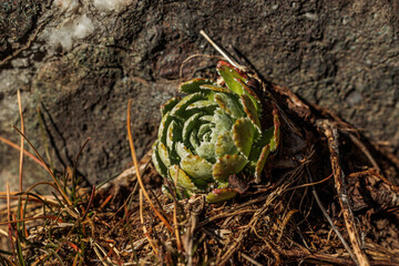 vista macro di una piccola pianta dalle foglie verdi della specie Saxifraga, cresciute su una...