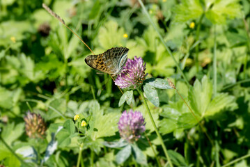 Silver-washed Fritillary butterfly (Argynnis paphia) sitting on pink flower in Zurich, Switzerland