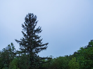 Tall Evergreen Tree Silhouetted Against The Fog