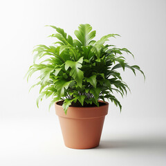 Obraz premium houseplant in pot on white background. green plant in a pot. Potted plant lush greenery on white background.