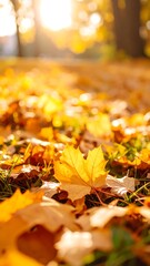 Autumn leaves carpet, sunlight through trees