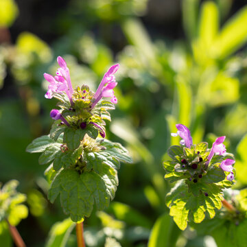 A Henbit Deadnettle in a Meadow