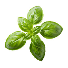 Obraz premium Fresh, juicy basil leaves, isolated on a white background. Ideal for cooking websites, healthy food blogs and promotional materials.