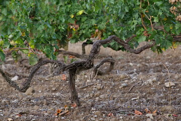 Russia, Republic of Crimea.  A bizarrely shaped vine on endless fields near the town of Sudak.