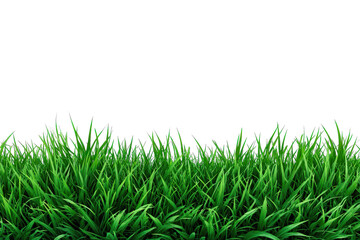 Fresh green grass from a lush meadow, isolated on a white background, perfect for spring and summer themes