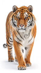 Naklejka premium Majestic tiger walking forward feline mammal