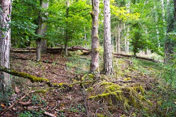 green forest with moss during the day