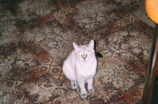 Cat sitting on vintage carpet