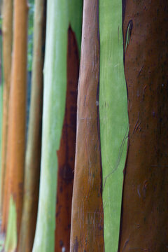 Pau Mulato Tree in the Amazon