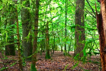 Obraz premium green forest with moss during the day