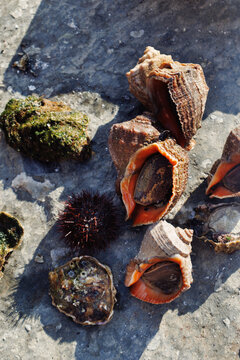 Different seafood