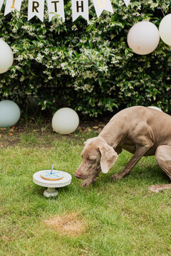 Dog celebrating birthday party outdoors