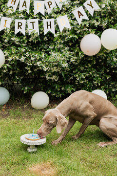 Dog celebrating birthday party outdoors