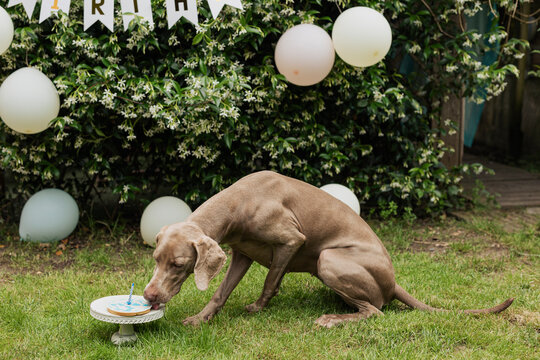 Dog celebrating birthday party outdoors