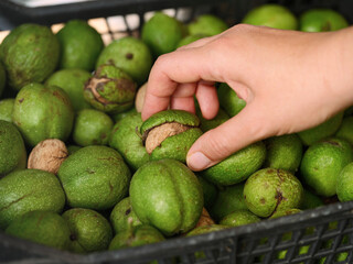 A woman taking a freshly harvested walnut from a crate of other walnuts with green husks. Close up.