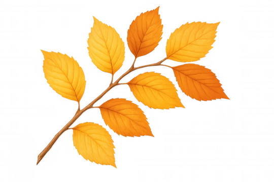 Illustration of a branch with bright orange and yellow autumn leaves, isolated on a transparent background