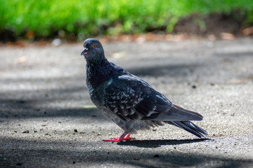 Pigeon in the park on a sunny autumn day. Close up. Birds in the city.