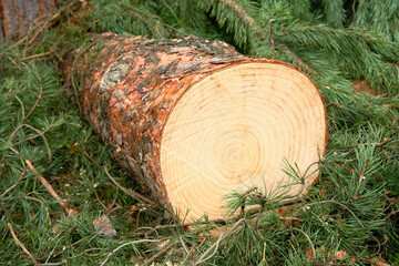 Close up of cut pine tree trunk, surrounded by soft greenery.