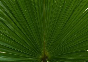 Abstract Nature Background with Green Palm Leaf Ribs and Stripes

