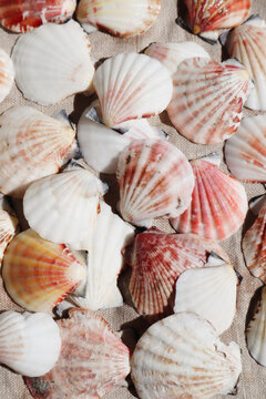 Colorful scallop seashell collection