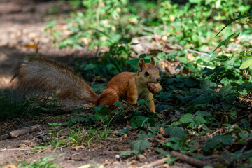 The small fluffy squirrel found a nut in the park. Close up.