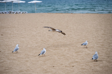 seagulls gather on a quiet sandy beach, with one in mid-flight and white lounge chairs and umbrellas lining the shore near a calm ocean.