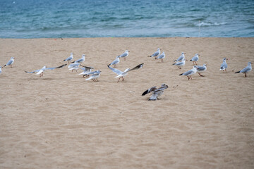 Seagulls gather and take flight along a tranquil sandy beach