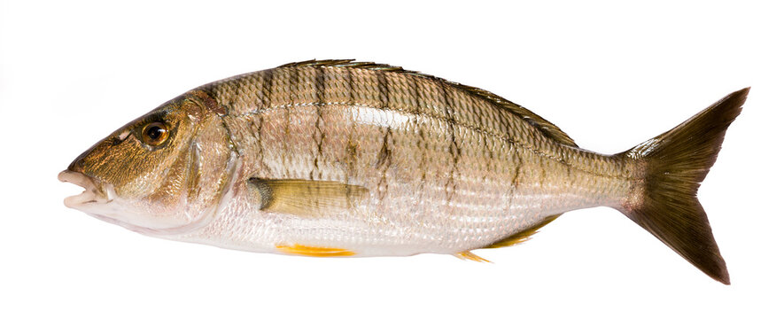 Lithognathus mormyrus. Sand steenbras, striped seabream on the white background