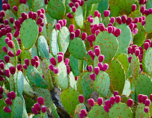 blooming cactus in the desert