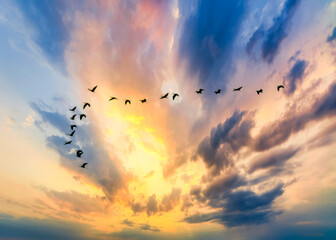 birds flying in the sunset in formation