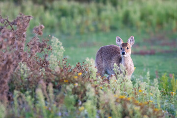 Chinese water deer (Hydropotes inermis), Norfolk, England. Introduced species to the UK.