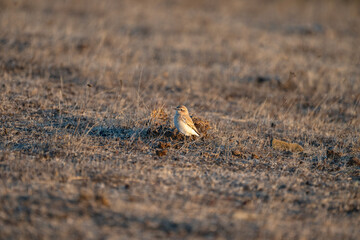 The isabelline wheatear bird stands alert on a patch of dry grassland, blending into the arid, earthy landscape.