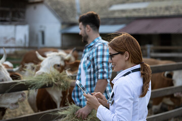 Naklejka premium Veterinarian preparing for health exam while man feeds cows